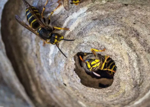 Wasp Nest Removal Midleton and Cobh