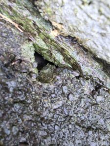 Pest Control Cork, mice entry point at foundation