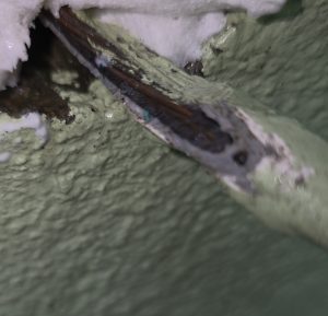 Pest-Control-Cork-Rodent-damage